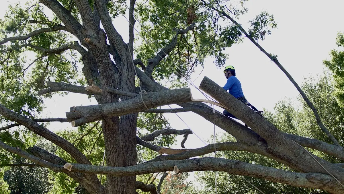 Professional Crown Thinning performed by certified arborists in Wellfleet