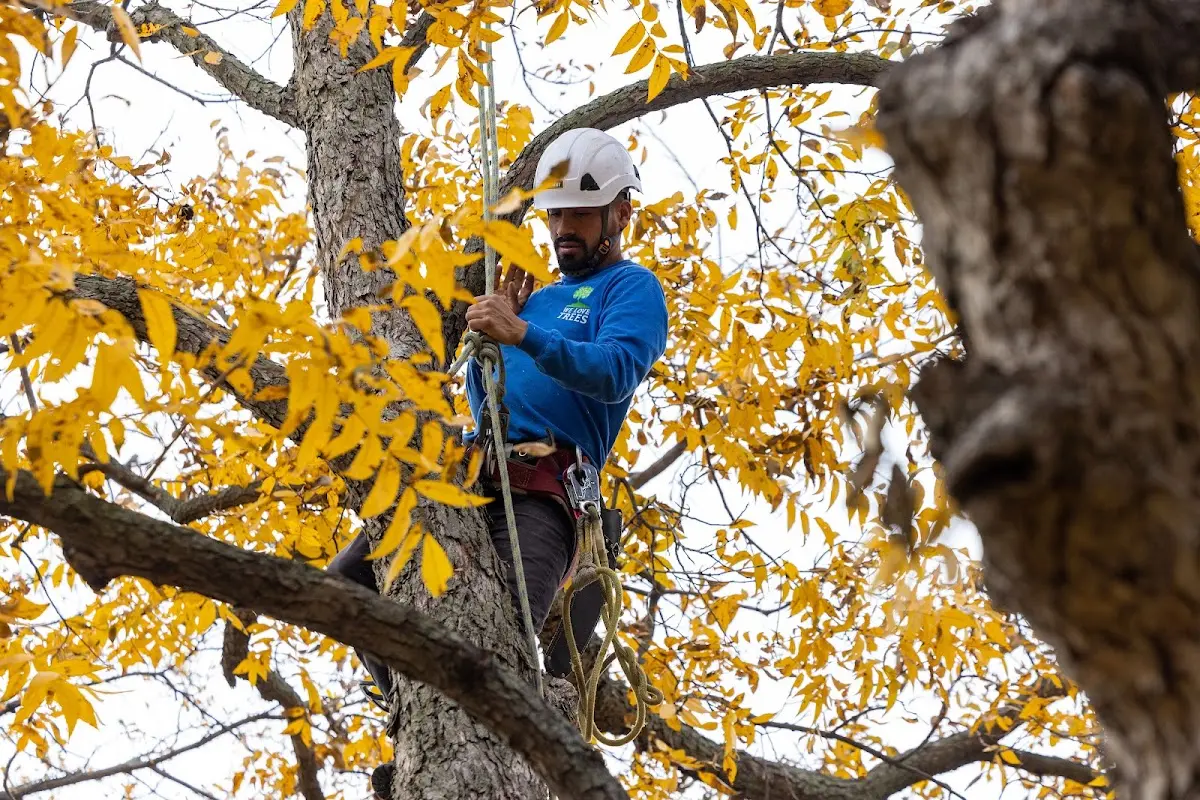Skilled Tree Transplanting crew working in Wellfleet